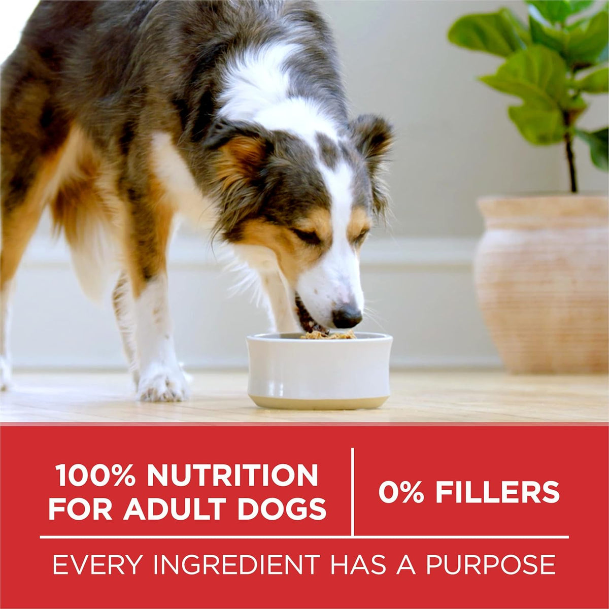 Purina ONE Dry Dog Food Lamb and Rice Formula - 8 lb. Bag - Cart Shape