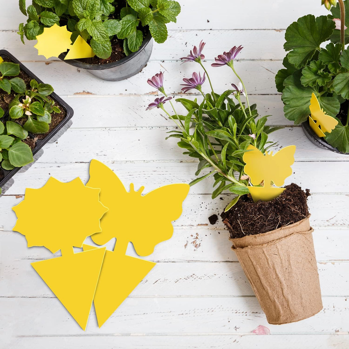 Landisun Fruit Fly Traps 48PCS Fungus Gnat-Traps for Indoor-Outdoor Yellow Fruit-Fly Sticky-Trap Plants Flying Bug Insects Traps - Cart Shape