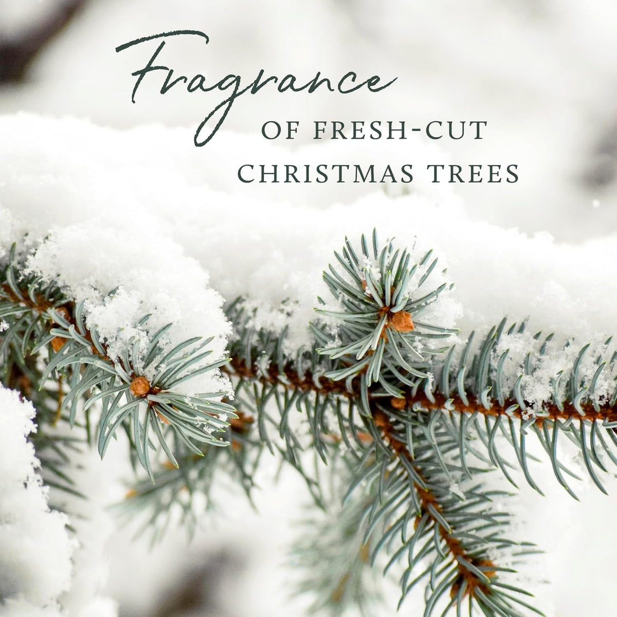 Thymes Frasier Fir Pine Needle Candle – Holiday Candles for Home Scented with Notes of Crisp Siberian Fir, Cedarwood & Sandalwood – Decor – Gifts for Women & Men (6.5 oz)