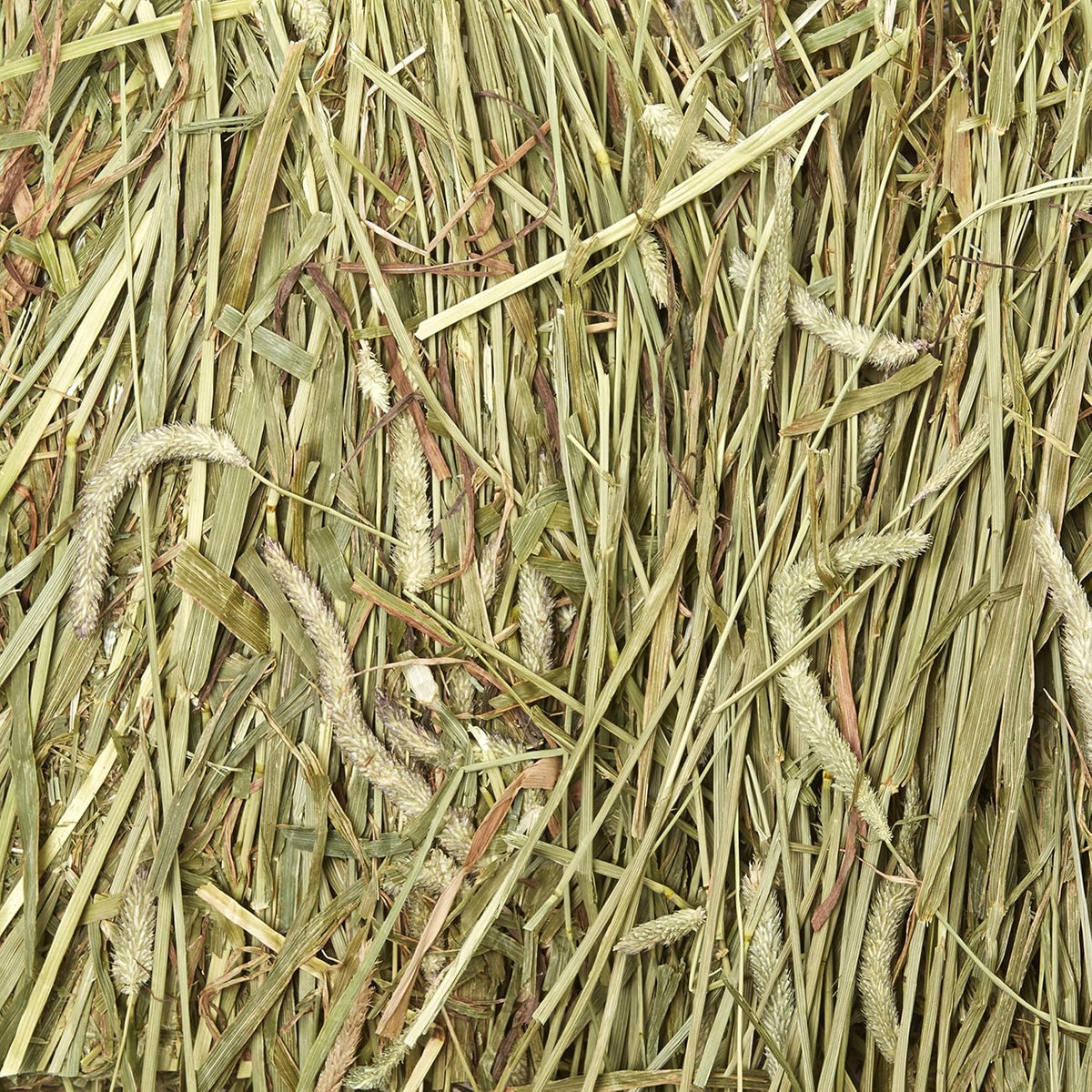 Kaytee Wafer Cut All Natural Timothy Hay for Pet Guinea Pigs, Rabbits & Other Small Animals, 60 Ounce